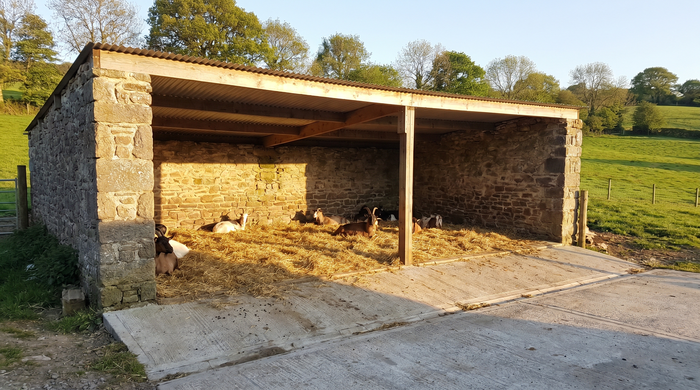 "Stone shelter with open front, goats resting on straw bedding, surrounded by green pasture in daylight."