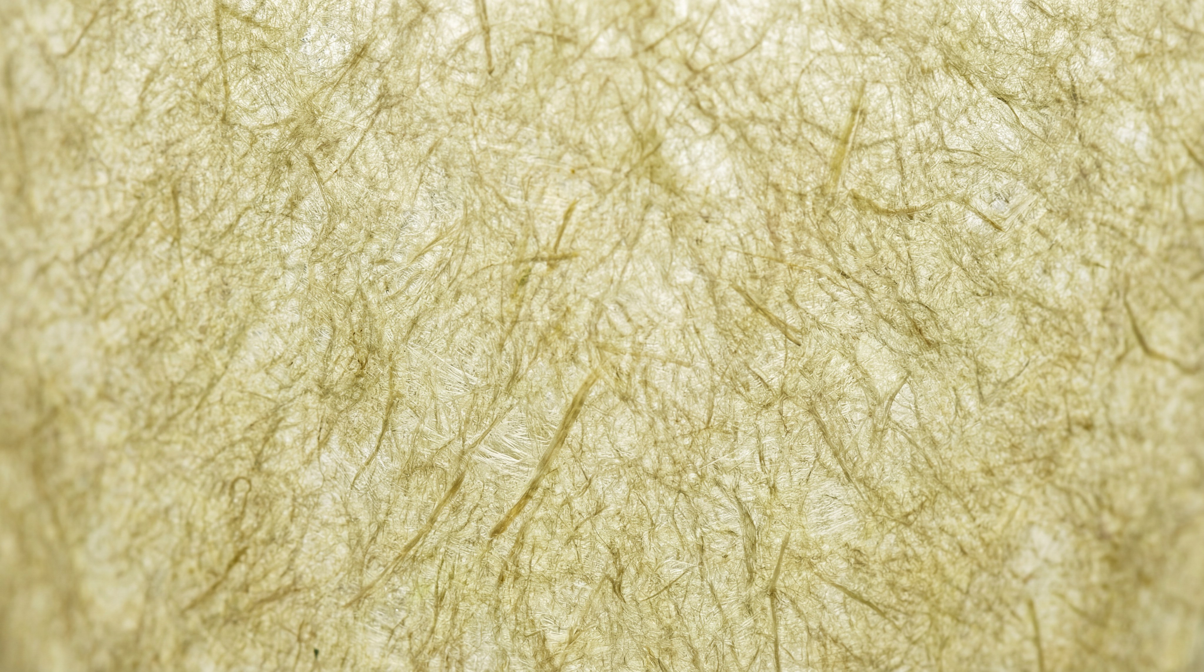 Compostable coffee filter macro