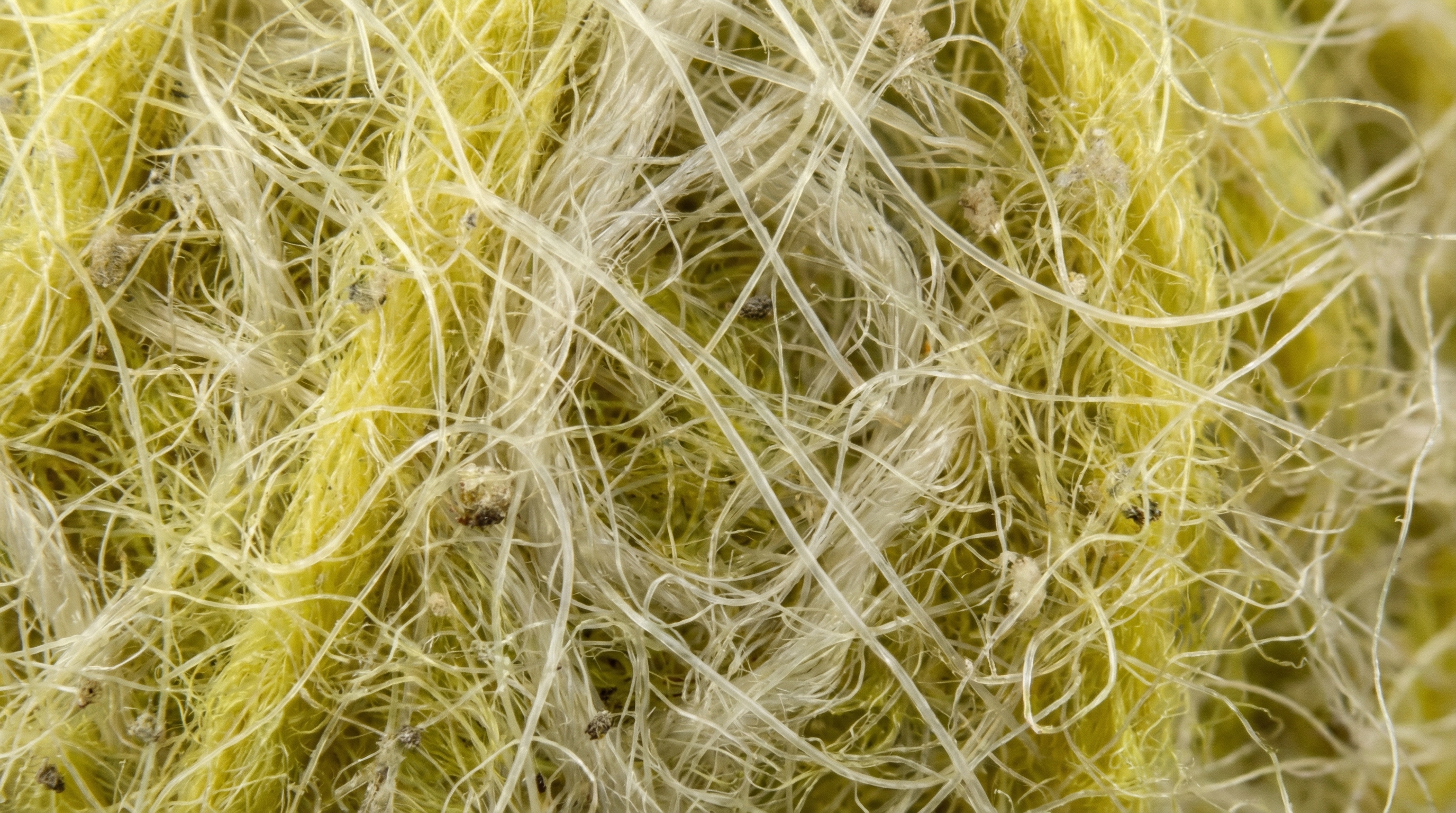 padel ball fiber microscopy